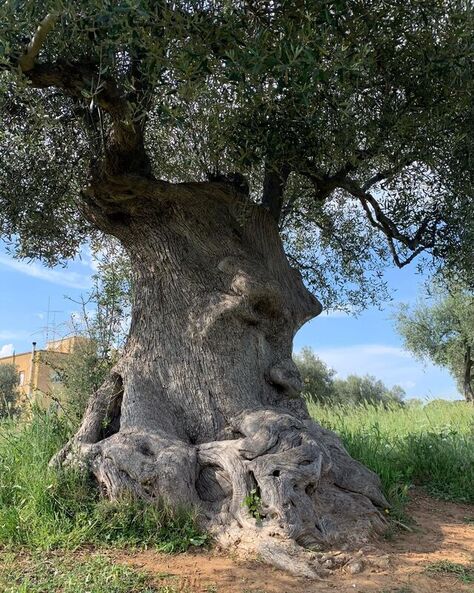 Ulivo secolare in Puglia