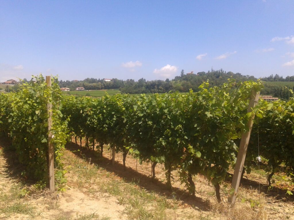 Le Piémont à vélo : Turin, les Langhe et le Monferrato
